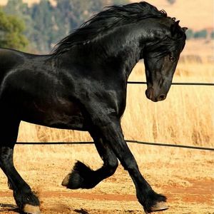 Meet your Posher, Kimberlie